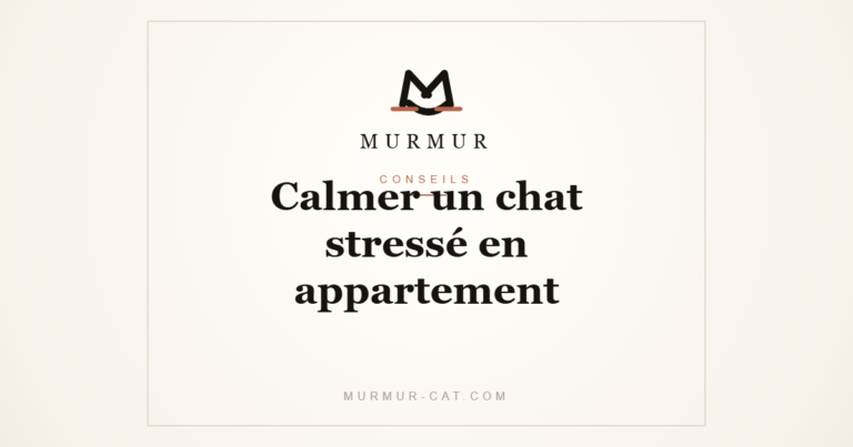 Calmer un chat stressé en appartement - MURMUR
