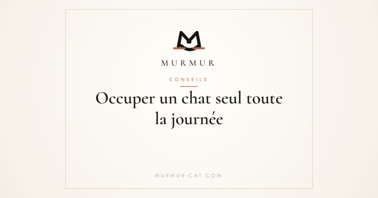 Occuper un chat seul toute la journée - MURMUR